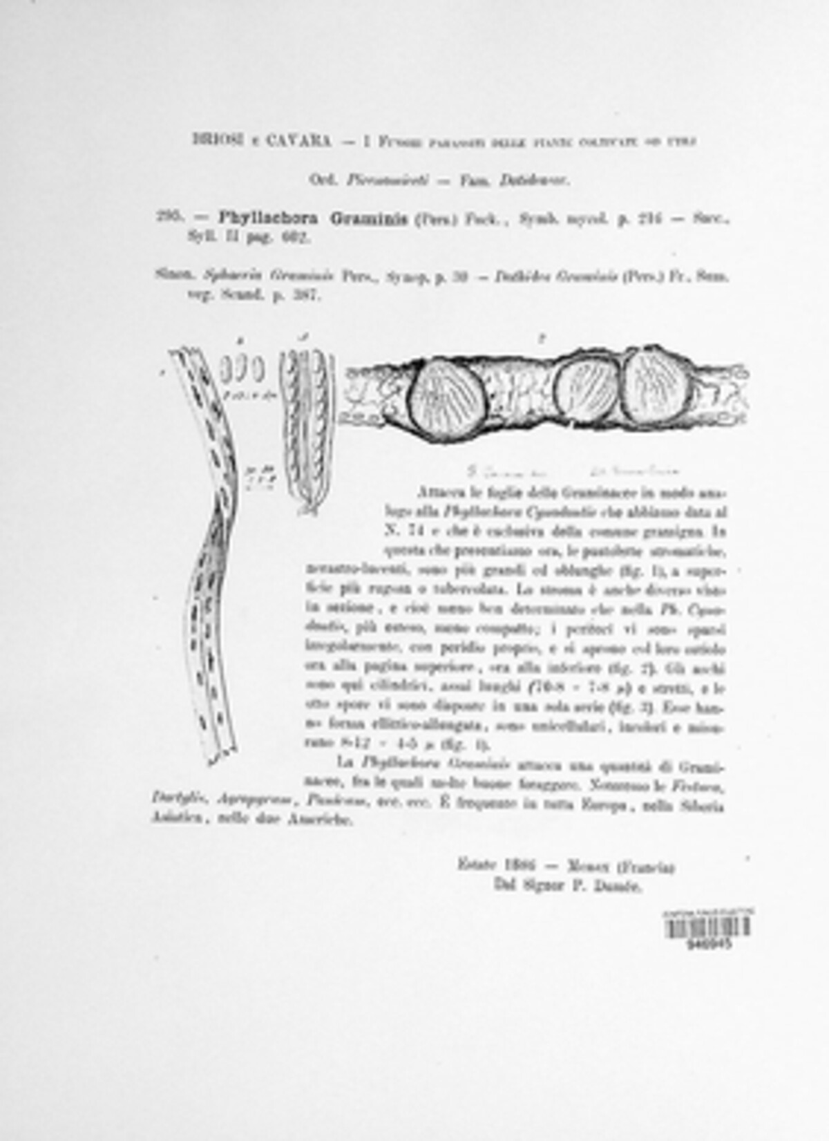 Phyllachora graminis image